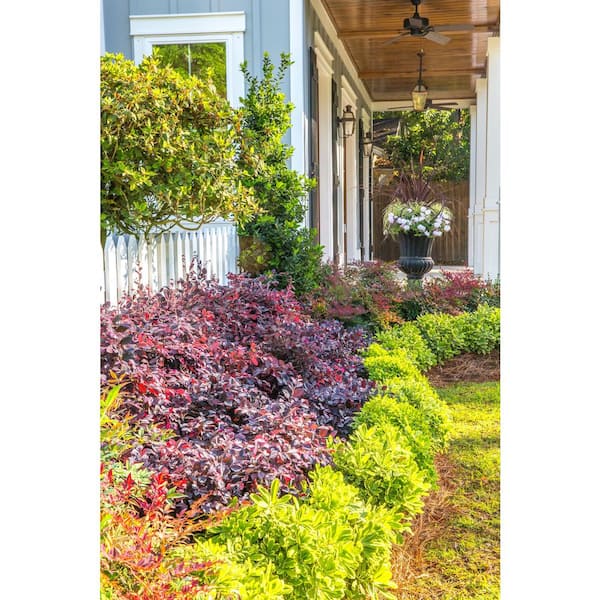 SOUTHERN LIVING 3 Gal. Purple Diamond Loropetalum, Evergreen Shrub