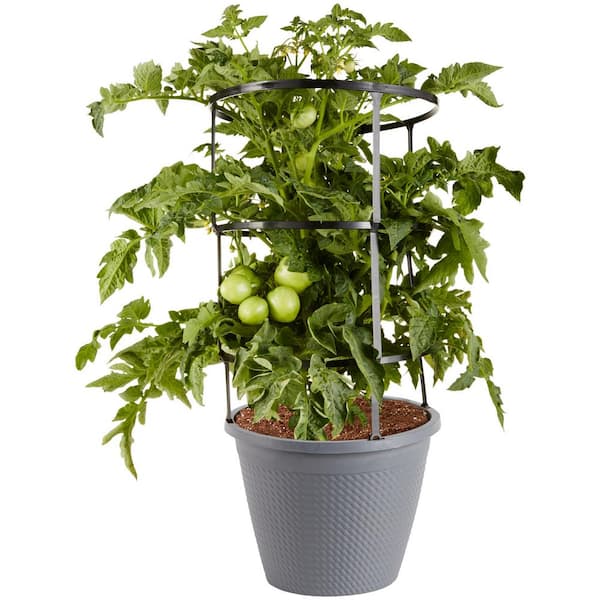 3 Gal. Cage OrGanic Husky Cherry Tomato Plant