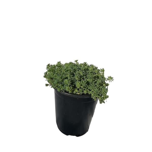 Live Sedum Blue Carpet Planters in Separate in Pots Pet-Safe (1-Pack)