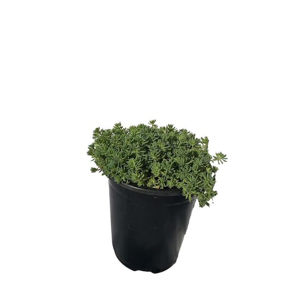 Zeus & Ruta Live Sedum Blue Carpet Planters in Separate in Pots Pet-Safe (1-Pack)