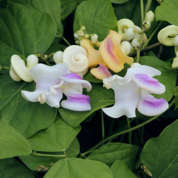 national PLANT NETWORK 1 gal. Corkscrew Vine HD3207 - The Home Depot