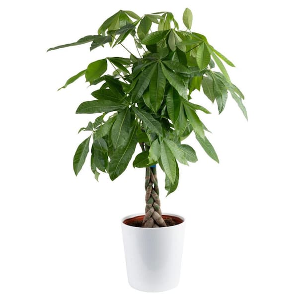 Pachira Braid Indoor Money Tree Plant in 10 in. Decor Planter Avg. Shipping Height 3-4 ft. Tall
