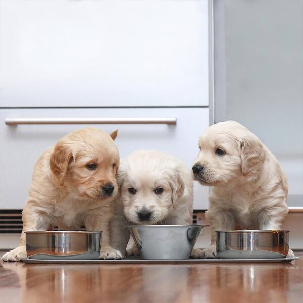 dog food at home depot