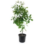 2.25 Gal. Deciduous Overcup Oak Tree