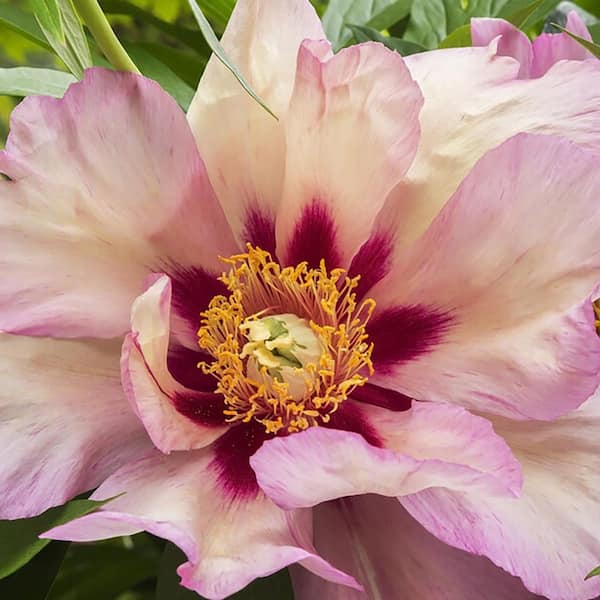 VAN ZYVERDEN Itoh Peony Callies Memory Set of 1 Root