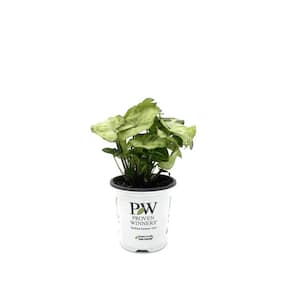 3.5 in. leafjoy littles Falling Arrows Snow White Arrowhead Vine (Syngonium podophyllum) Live Indoor Plant in Grower Pot