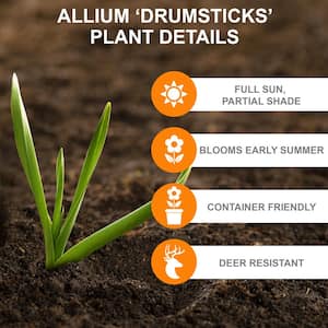 6/Plus cm, Drumsticks Allium Flower Bulbs, Purple (Bag of 100)