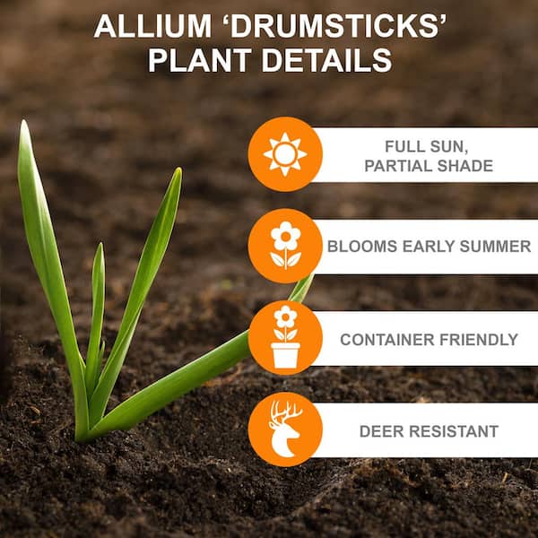 6/Plus cm, Drumsticks Allium Flower Bulbs, Purple (Bag of 50)