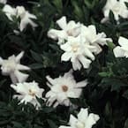 9.25 in. Pot - Radicans Gardenia, Live Evergreen Shrub, White Fragrant Blooms