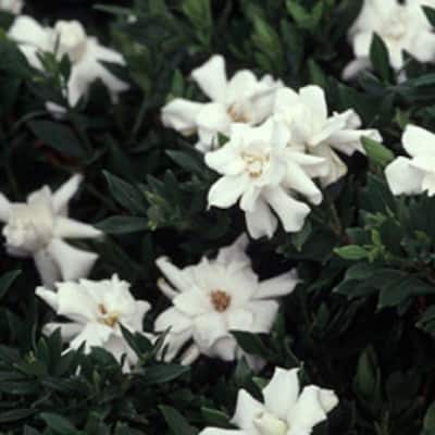 2.5 Gal - Radicans Gardenia, Live Evergreen Shrub, White Fragrant Blooms