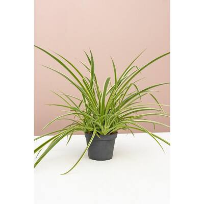 4 in. Spider Plant (Chlorophytum Comosum) Plant in Grower Pot
