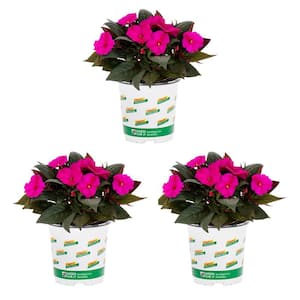 2 qt. New Guinea Impatiens Magnum Pink Annual Plant (3-Pack)