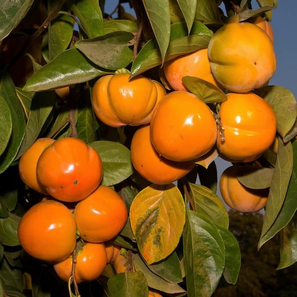 Nishimura Wase Standard Persimmon Dormant Bare Root Starter Fruit Tree (1-Pack)