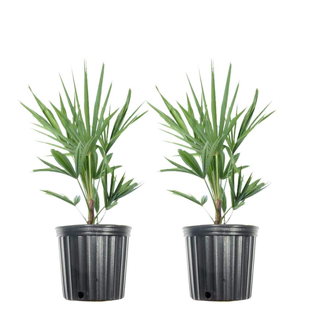 #1 Windmill Palm (2-Pack)