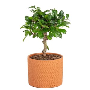 Petite Grower's Choice Ficus Bonsai Indoor Plant in 4.75 in. Ceramic Pot, Avg. Shipping Height 10 in. Tall