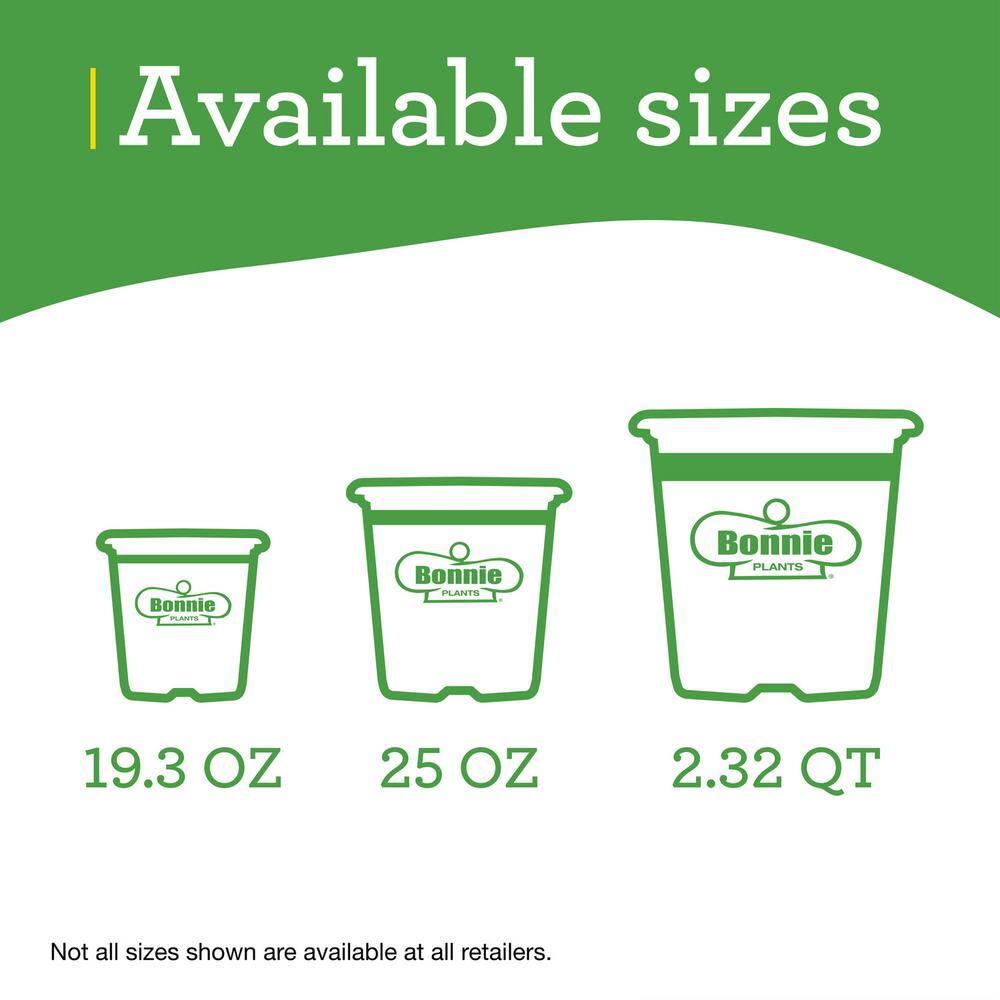 Sweet Basil Herb Plant 4.5 Inch Container 2-Pack