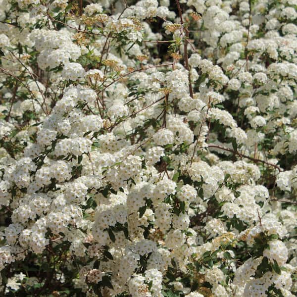 national PLANT NETWORK 1 Gal. Spirea Reeves Shrub with White
