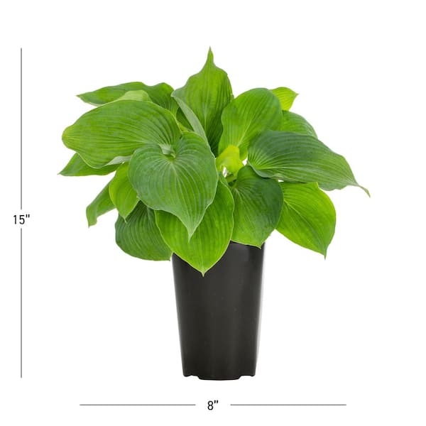 2.5 Qt. Blue Angel Hosta Plant
