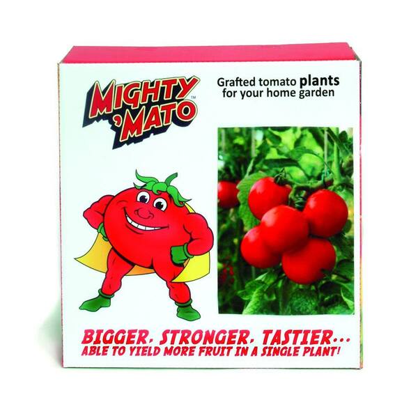Mighty 'Mato Big Beef Grafted Tomato Plant (3-Pack)-DISCONTINUED