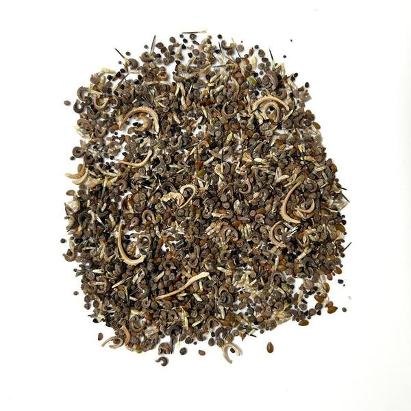 stevia seeds for planting Stevia Seeds
