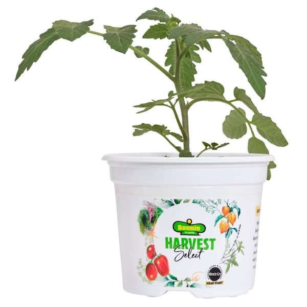 BONNIE PLANTS HARVEST SELECT 25 oz. Little Bing Cherry Tomato Plant