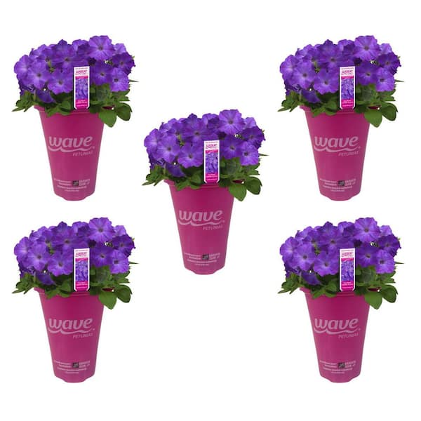 EASY WAVE 1.5 pt. Lavender Sky Blue Easy Wave Petunia Annual Plant with ...