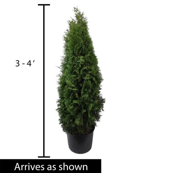 wall planting pots Tierra Garden Wall Plant Holder main image 0