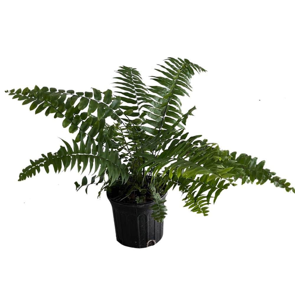 1 gal. Macho Fern Plant price history on PriceWatchPro