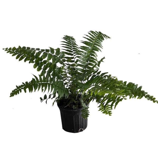 1 gal. Macho Fern Plant