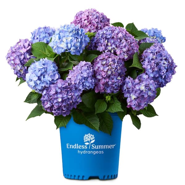 Image of Home Depot Endless Summer Hydrangea with pink flowers