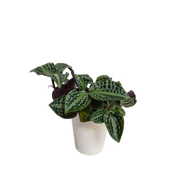 Jungle Diva Geogenanthus Roxie Indoor Plant in 5 in. White Ceramic Container