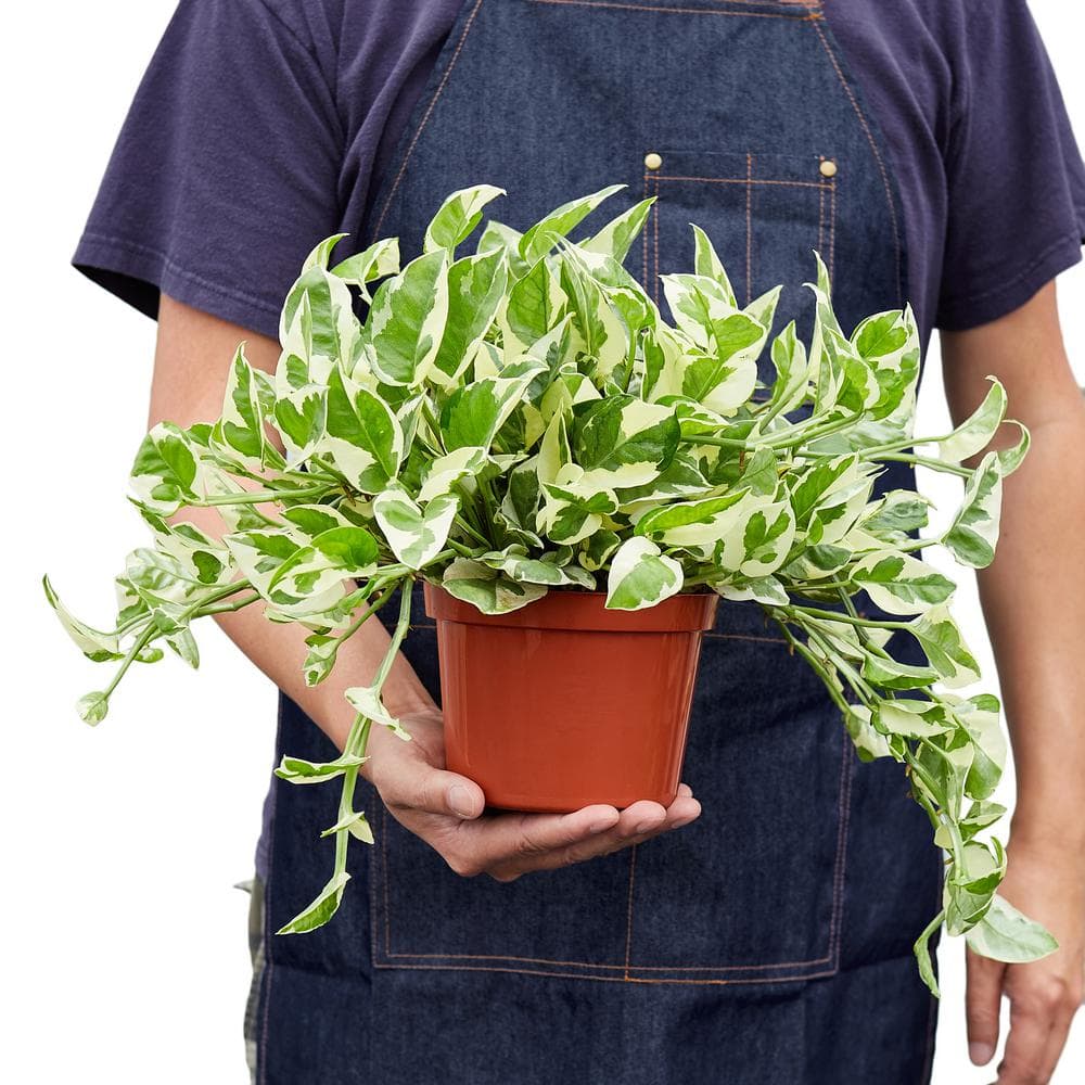 Small Green and White Pothos in Brown Grower Pot