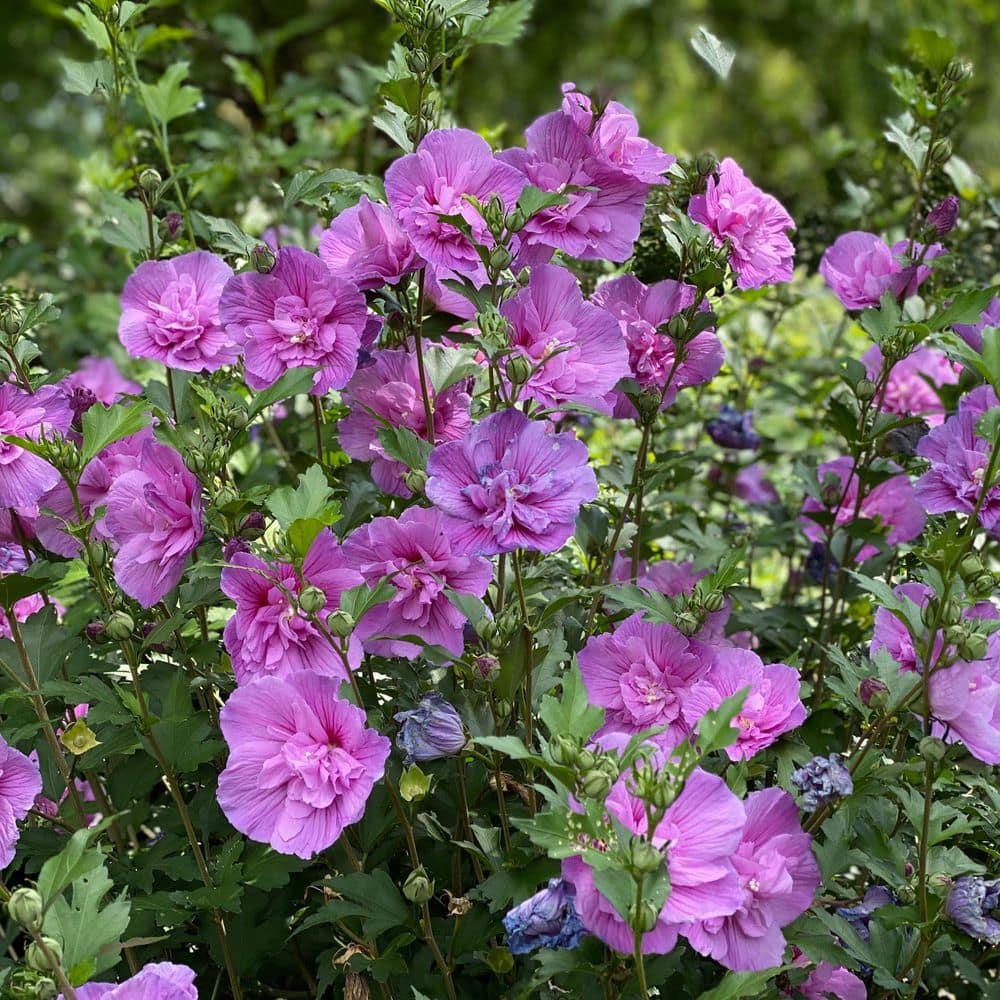 PROVEN WINNERS 1 Gal. Dark Lavender Chiffon Rose of Sharon