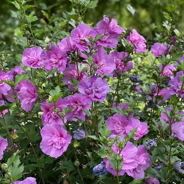 4.5 in. Qt. Dark Lavender Chiffon Rose of Sharon (Hibiscus) Live Plant, Shrub, Purple Flowers