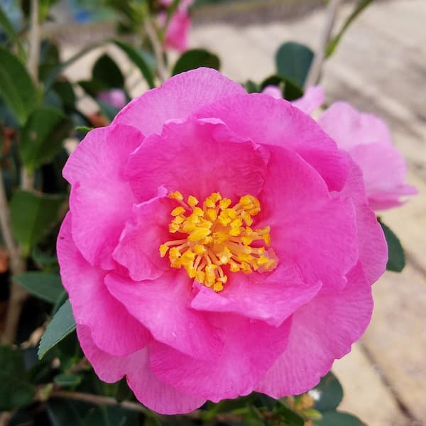 FLOWERWOOD 2.5 Gal. Stephanie Golden Camellia Plant (camellia sasanqua) - Evergreen Shrub with Pink Blooms, Live Plant