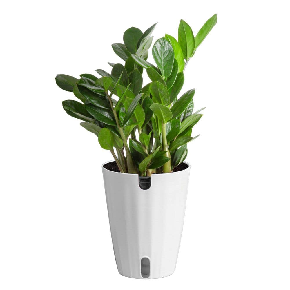 costa-farms-house-plants-co-