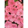 PROVEN WINNERS 4.25 in. Eco+Grande Supertunia Bermuda Beach (Petunia) Live Plant, Coral Pink Flowers (4-Pack) SUPPRW1307504