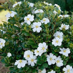 2.5 Qt. Scentamazing Gardenia - Live Evergreen Shrub with White Fragrant Blooms