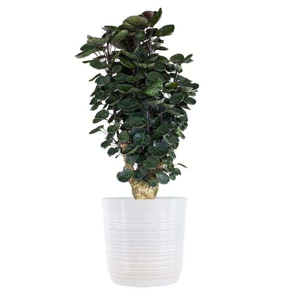 United Nursery Aralia Fabian Indoor House Plant in 10 inch White Decor Pot