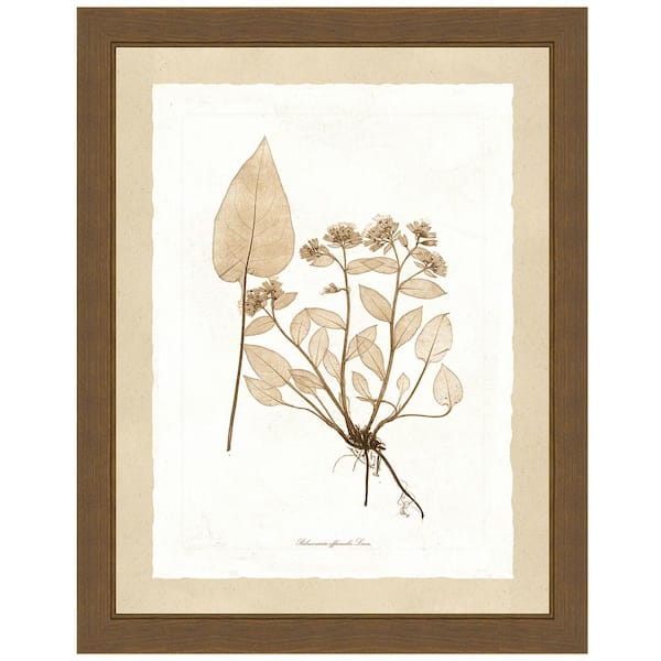 Vintage Print Gallery "Delicate Botany Herbarium III" Framed Archival Paper Wall Art (26 in. x 32 in. in full size)
