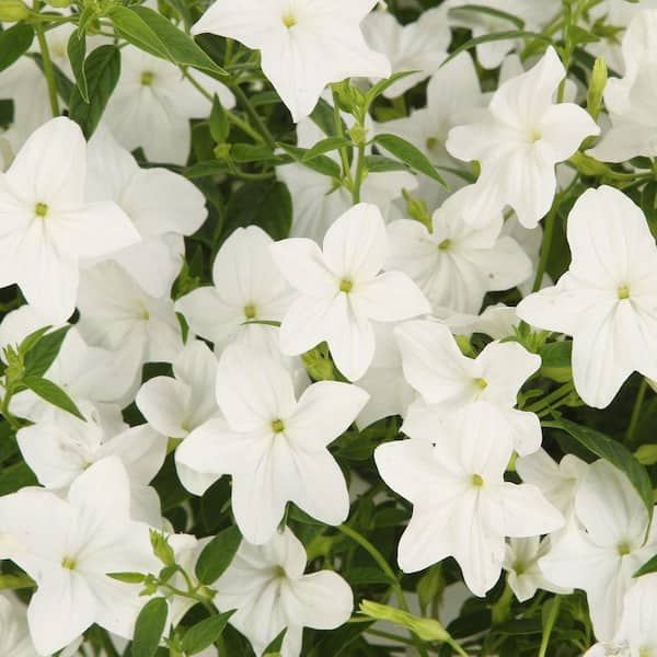 PROVEN WINNERS Endless Flirtation (Browallia) Live Plant, White Flowers, 4.25 in. Grande