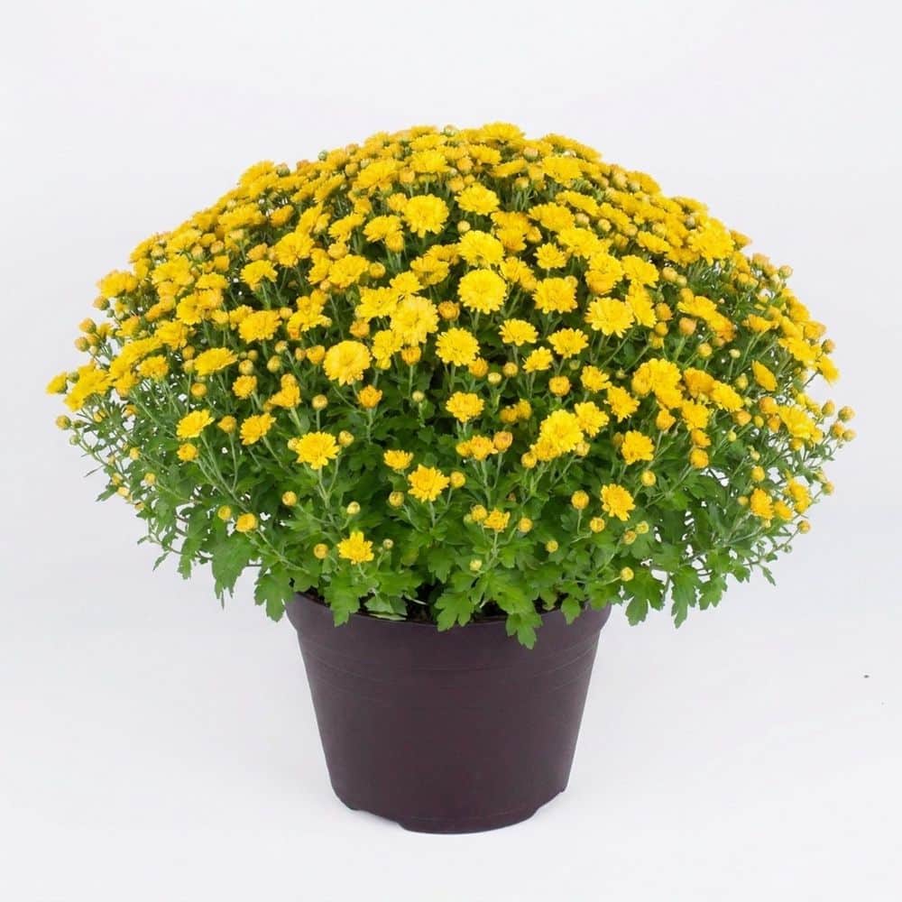 Pure Beauty Farms 8 in. Mum Plant Yellow Flowers in Grower's Pot
