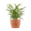 firestick succulent Cactus, Pencil Firestick 6