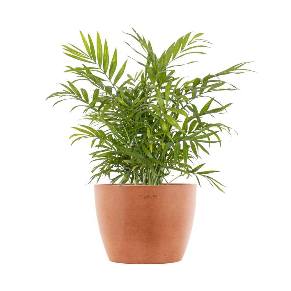 Neanthebella Palm Chamaedorea Elegans Parlor Palm Live Plant in 6 inch Premium Sustainable Ecopots Terracotta Pot price history on PriceWatchPro