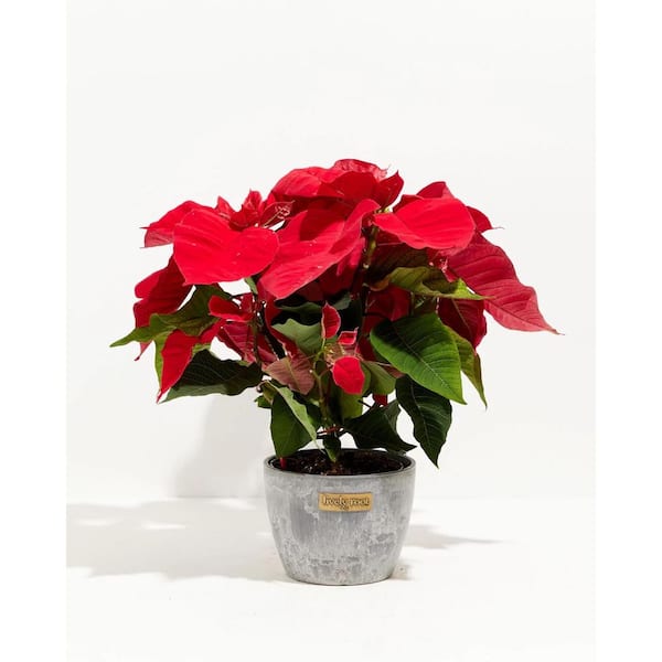 LIVELY ROOT 6 in. Holiday Poinsettia (Euphorbia Pulcherrima) in Medium Earl Grey Eco Pot