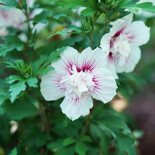 yori shirocon クローバージレ アイボリー　立体フラワー花A PROVEN WINNERS 4.5 in. Quart Starblast Chiffon Rose of Sharon