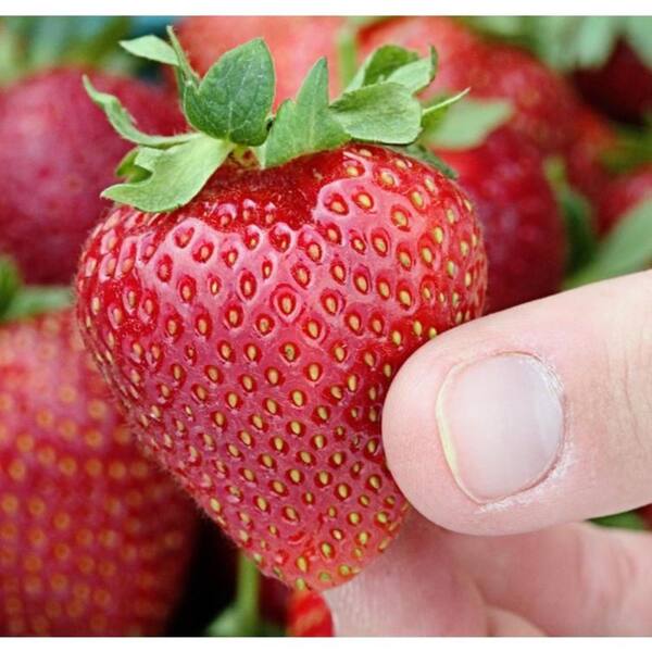 cacti and succulent potting mix Cactus and Succulent Growers Soil