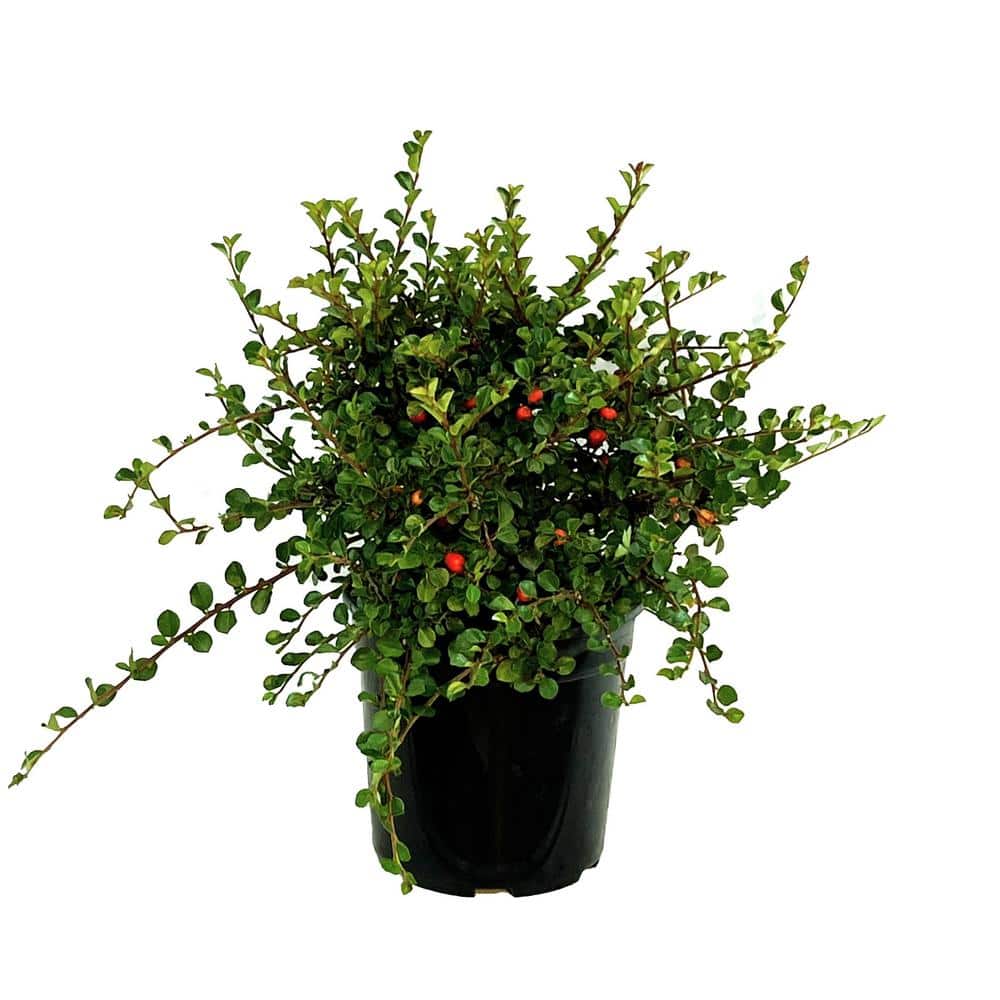 2.5 Qt. Cranberry Cotoneaster Live Shrub with Beautiful Red, Winter Berries