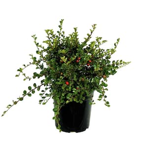 2.5 Qt. Cranberry Cotoneaster Live Shrub with Beautiful Red, Winter Berries