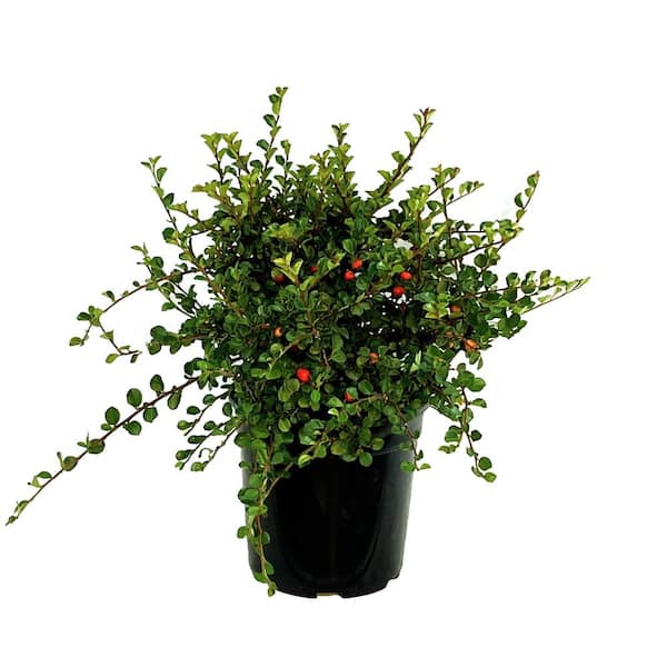 Unbranded 2.5 Qt. Cranberry Cotoneaster Live Shrub with Beautiful Red, Winter Berries